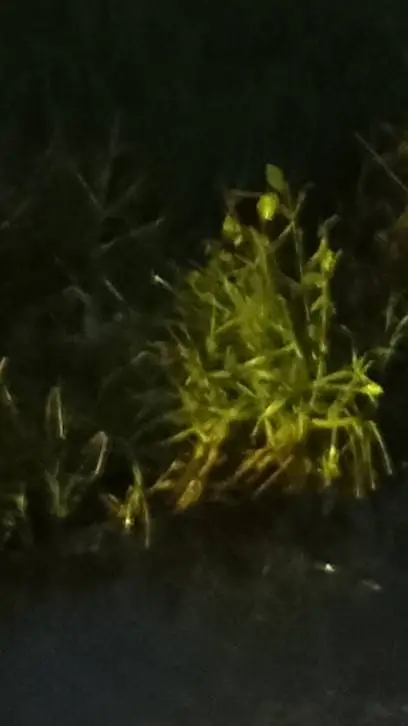 ai character: butterfly AU background