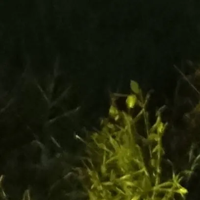 chat with ai character: butterfly AU