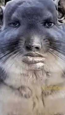 ai character: my ocs watch movie background