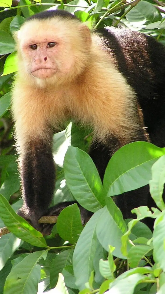 ai character: Capuchin>movie background