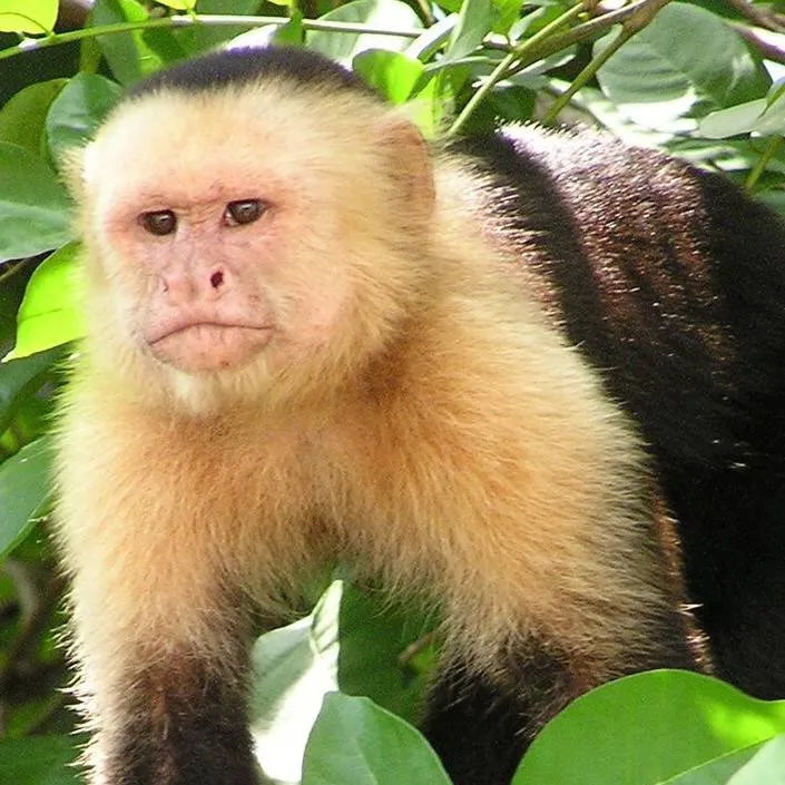 chat with ai character: Capuchin>movie