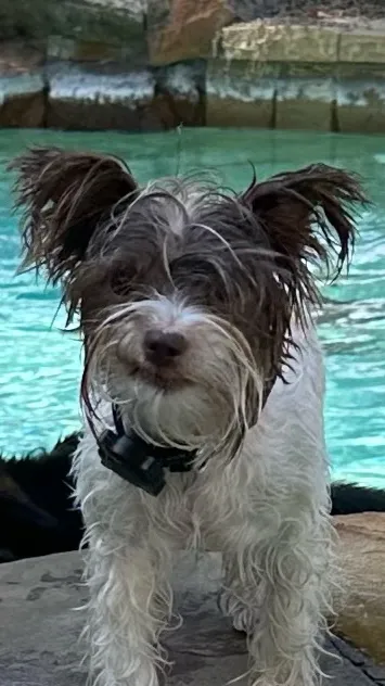 ai character: Gizmo background