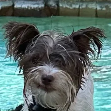 chat with ai character: Gizmo