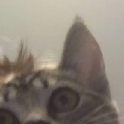 chat with ai character: kitty