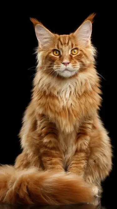 ai character: MAINE Coon background