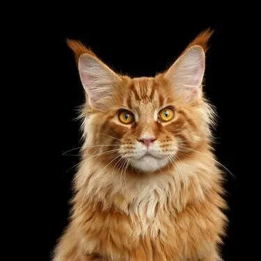 chat with ai character: MAINE Coon