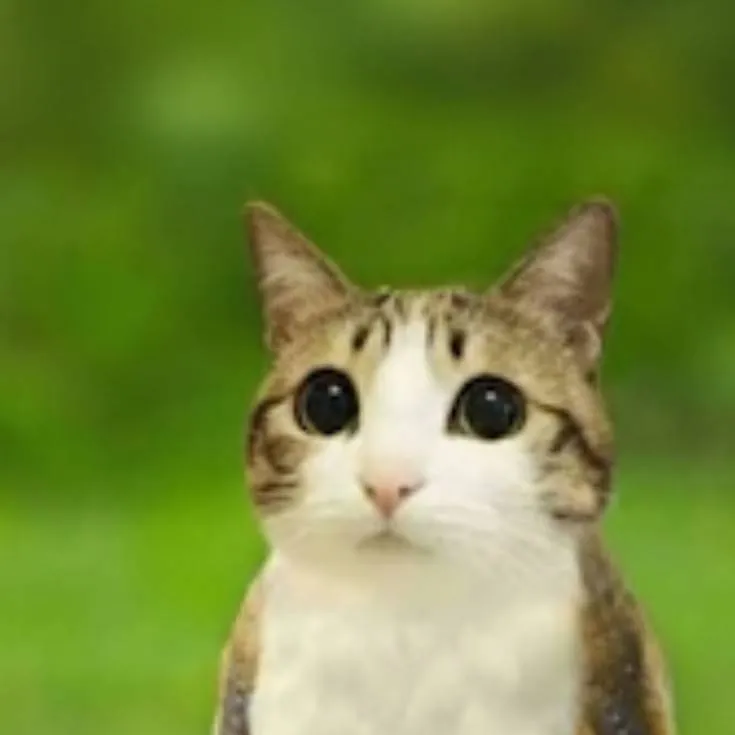 chat with ai character: meowl
