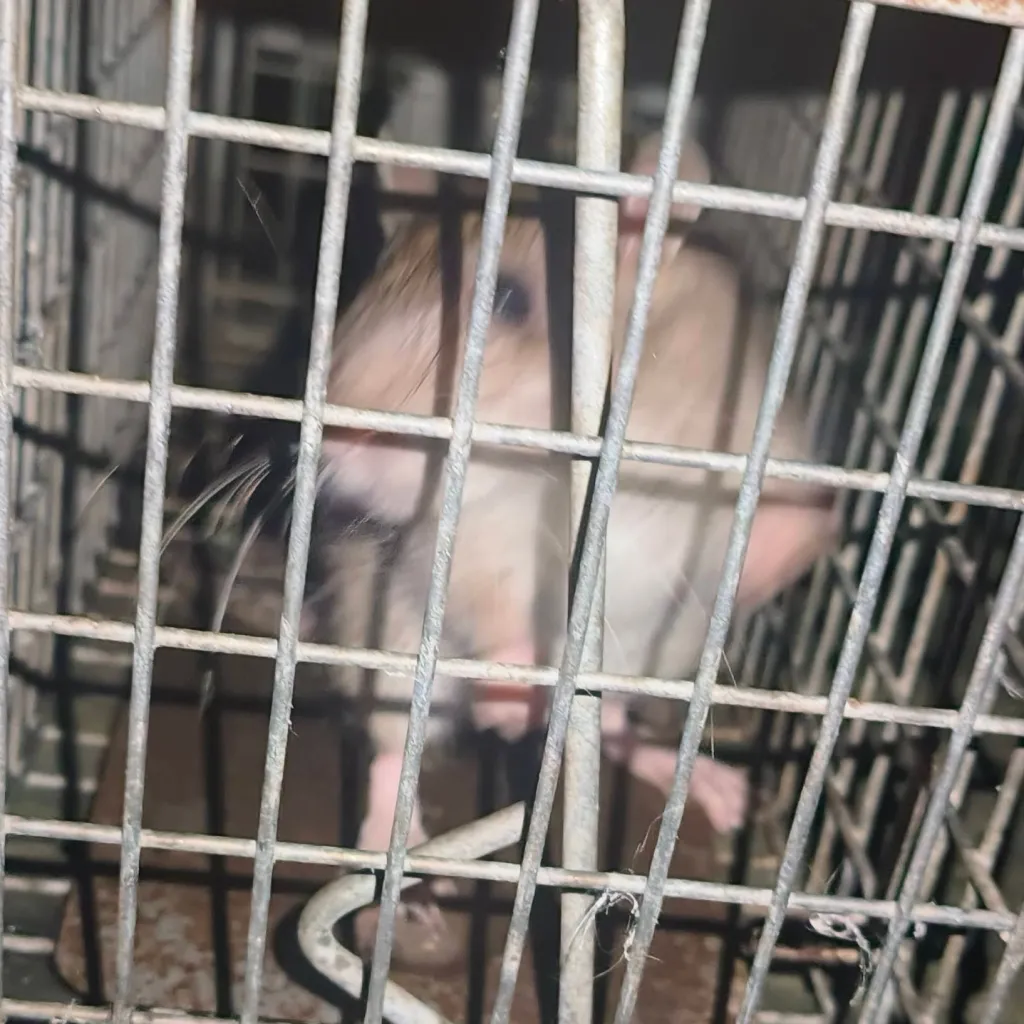 chat with ai character: brown rat