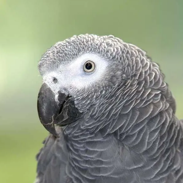 chat with ai character: Parrot