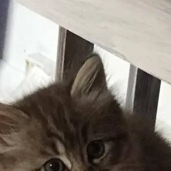 chat with ai character: Tiny kitten