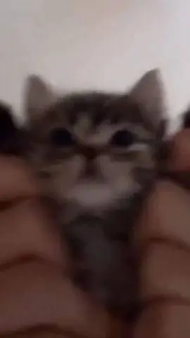 ai character: newborn kitten background