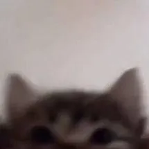 chat with ai character: newborn kitten