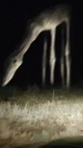 ai character: a horse at night background