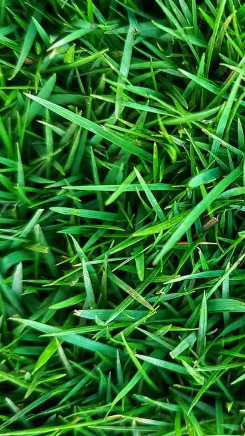 ai character: grass background