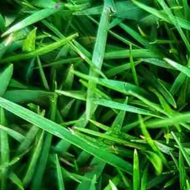 chat with ai character: grass
