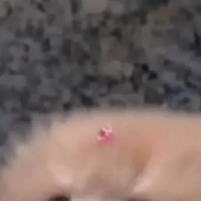 chat with ai character: Pb