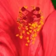 chat with ai character: stranger things