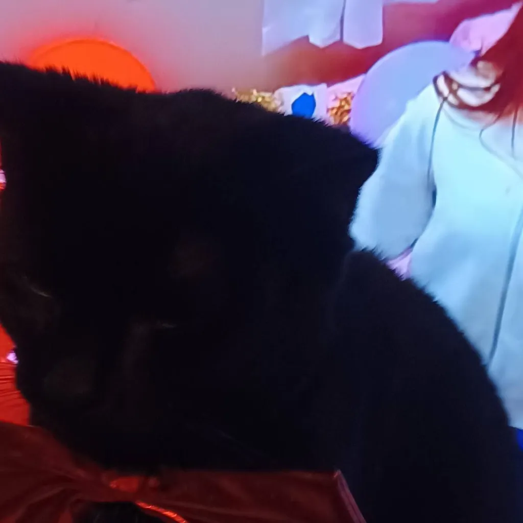 chat with ai character: demmon kitey 