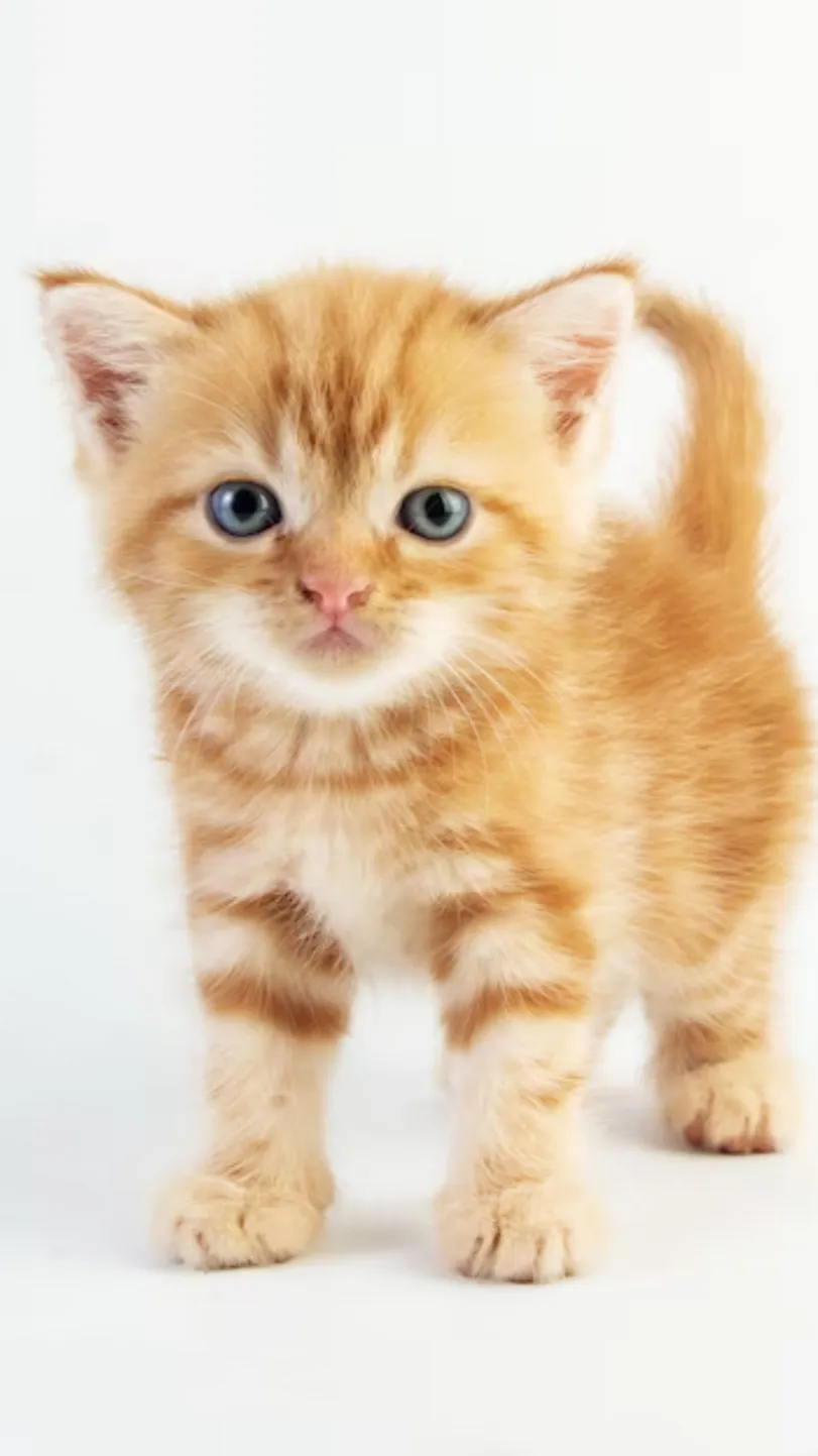 ai character: Beach party fpe background