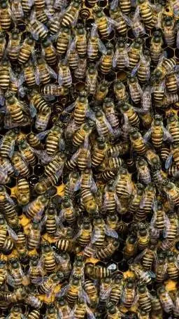 ai character: Ten Thousand Bees background
