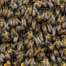 chat with ai character: Ten Thousand Bees
