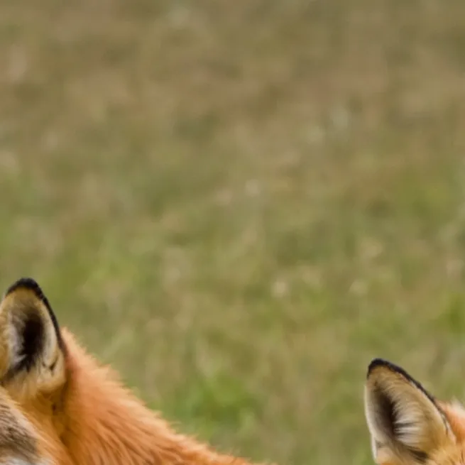 chat with ai character: Fox enclosure 