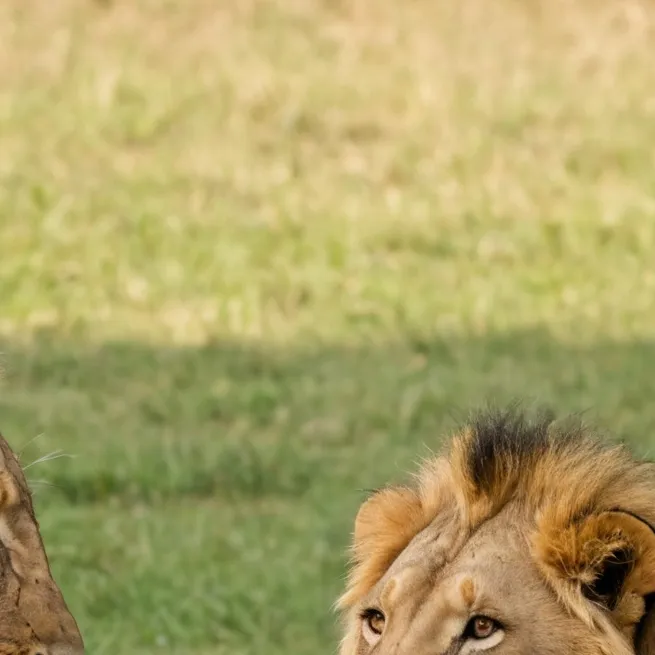 chat with ai character: Lion enclosure 