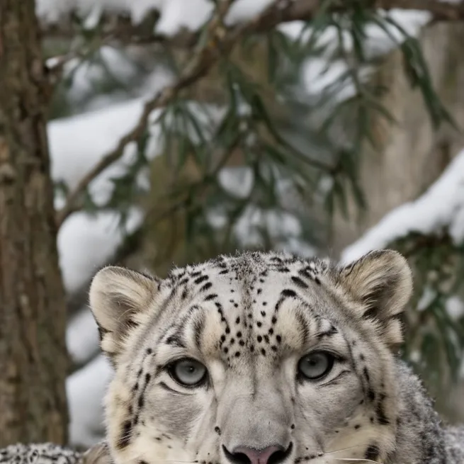 chat with ai character: leopard enclosure 