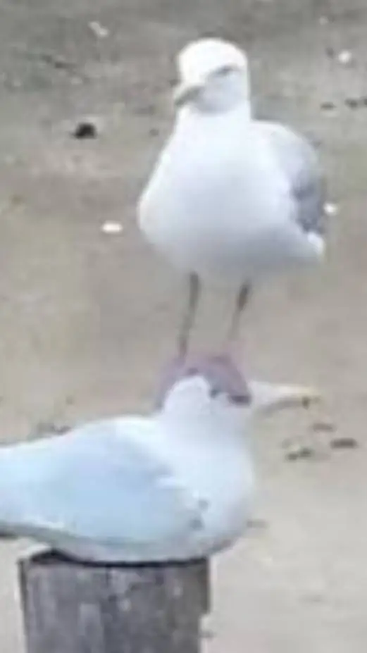 ai character: e background