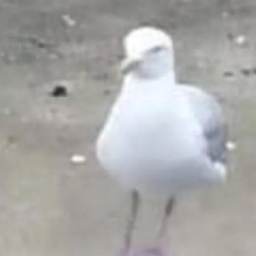 chat with ai character: e