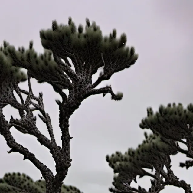 chat with ai character: Introuder 