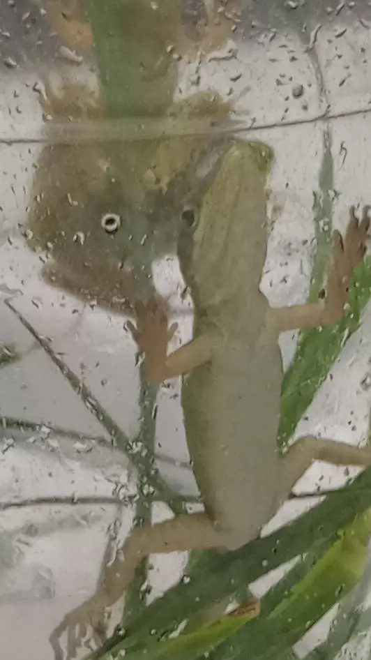 ai character: 🦎🦎🦎 lizard  background