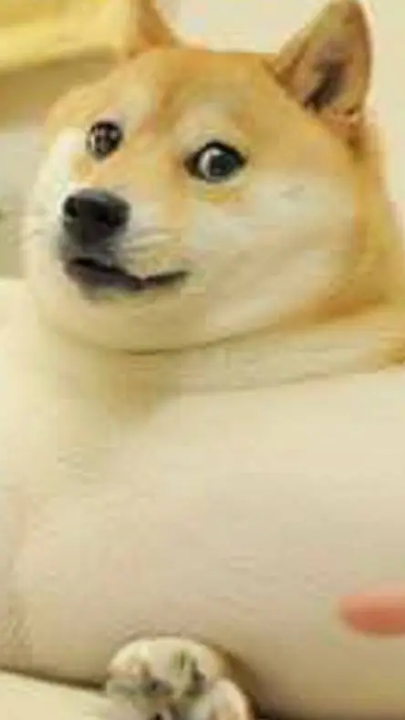 ai character: fat doge background