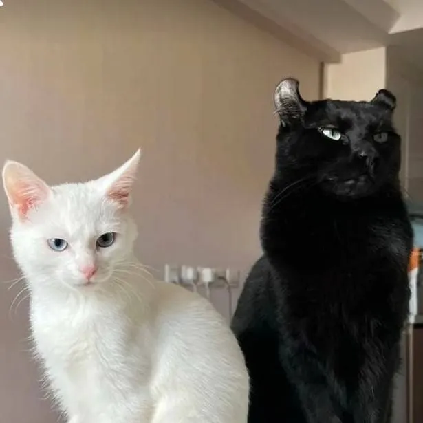 chat with ai character: flint