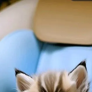chat with ai character: you kitty