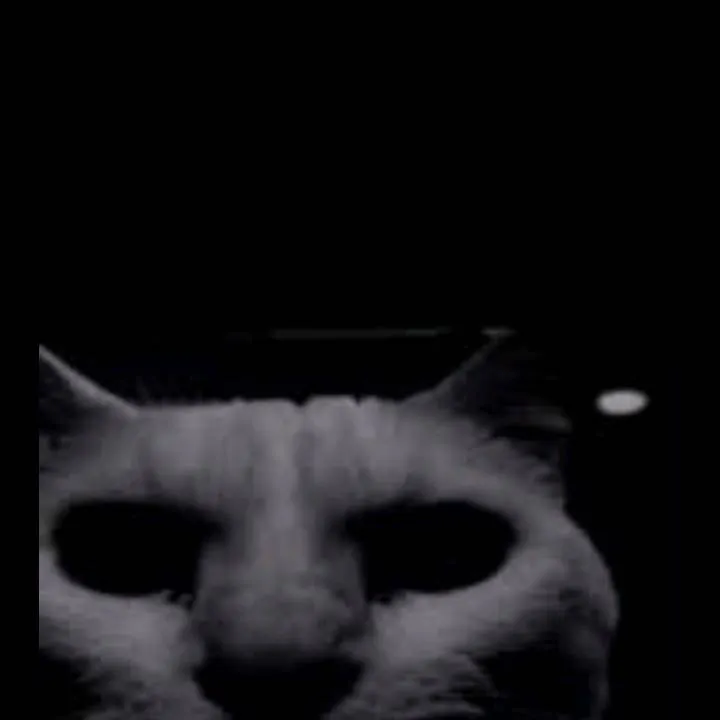 chat with ai character: kitty cat