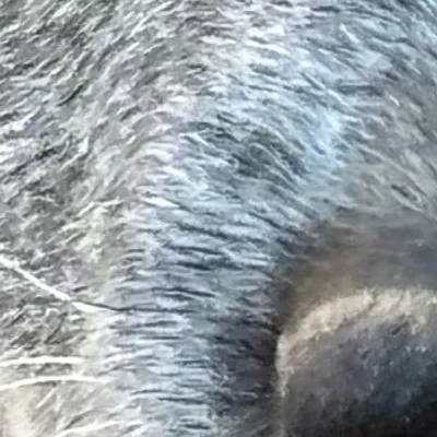 chat with ai character: Lobo