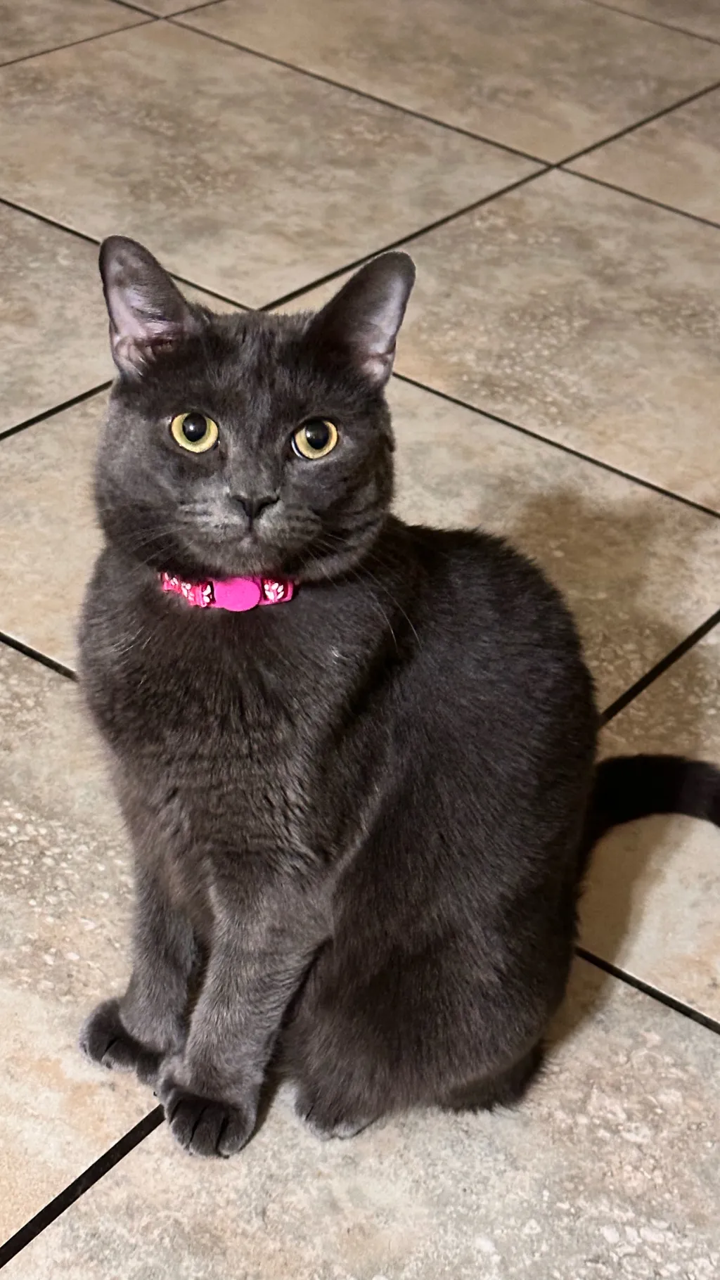 ai character: Kitty background