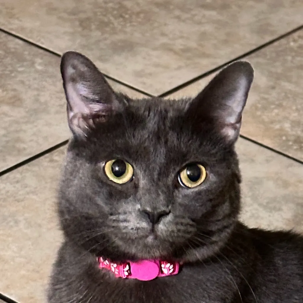 chat with ai character: Kitty
