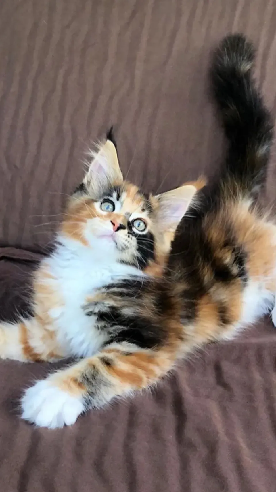 ai character: Calico cat lover background