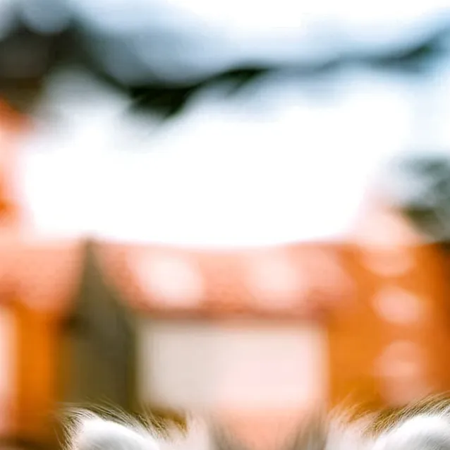 chat with ai character: Oreo 