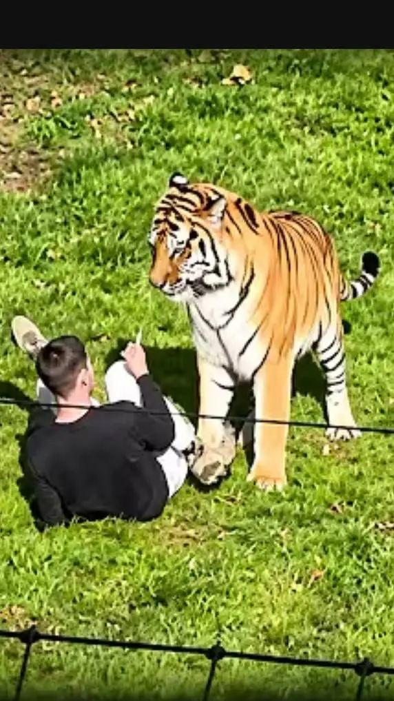 ai character: UK big cat attack background