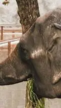 ai character: manila zoo background
