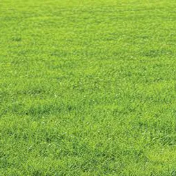 chat with ai character: Touch grass 💀 