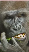 ai character: Gorilla ￼ background