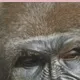 chat with ai character: Gorilla ￼
