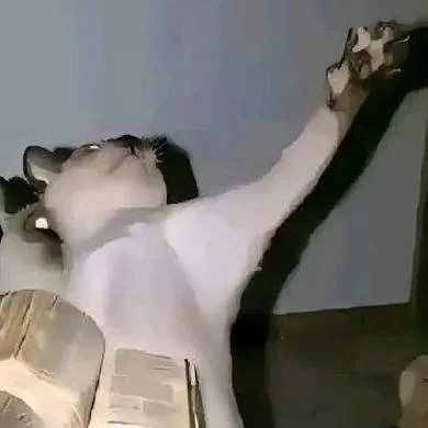 chat with ai character: DailyBibleVerse