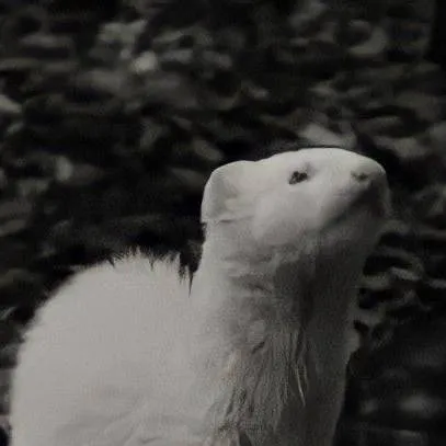 chat with ai character: Draco malfoy