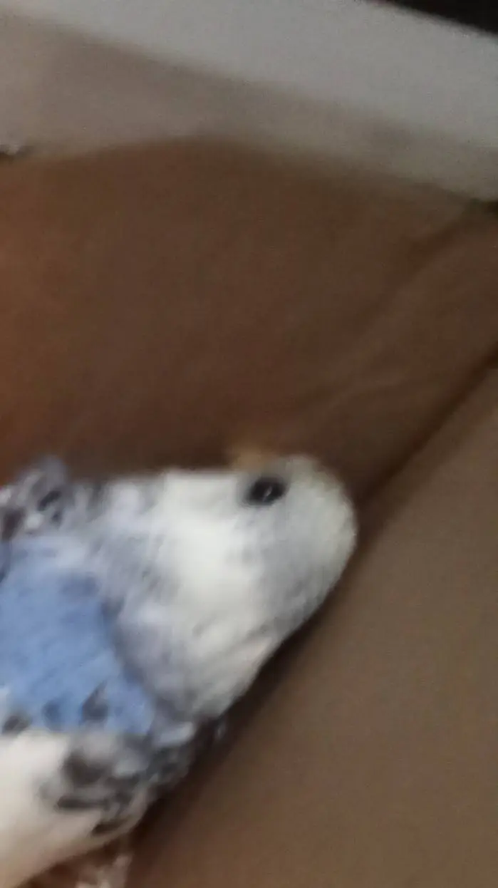 ai character: luccelo magico background