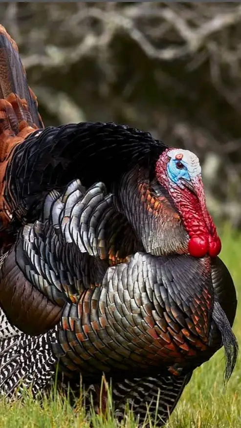 ai character: HH thanksgiving!!! background